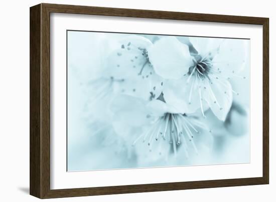 Cherry Blossom II-Kathy Mahan-Framed Photographic Print