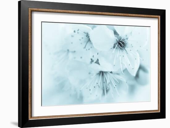 Cherry Blossom II-Kathy Mahan-Framed Photographic Print