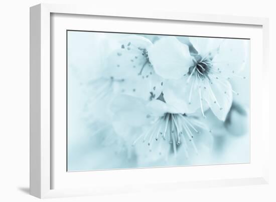 Cherry Blossom II-Kathy Mahan-Framed Photographic Print