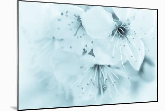 Cherry Blossom II-Kathy Mahan-Mounted Photographic Print