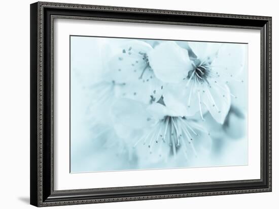 Cherry Blossom II-Kathy Mahan-Framed Photographic Print