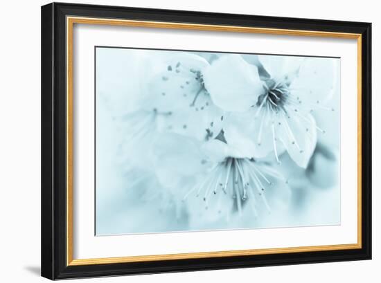 Cherry Blossom II-Kathy Mahan-Framed Photographic Print