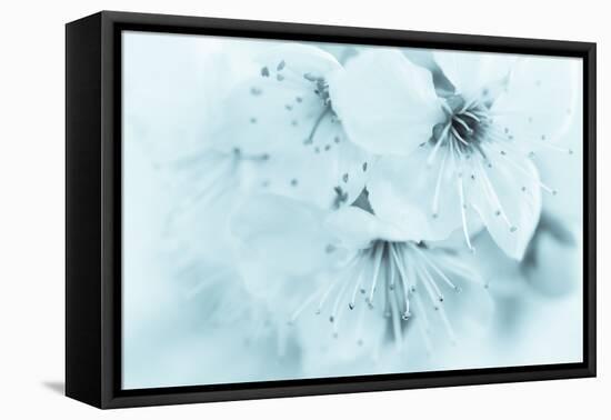 Cherry Blossom II-Kathy Mahan-Framed Premier Image Canvas