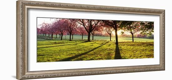 Cherry Blossom in a Park at Dawn, Stray, Harrogate, North Yorkshire, England-null-Framed Photographic Print