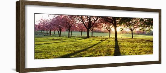 Cherry Blossom in a Park at Dawn, Stray, Harrogate, North Yorkshire, England-null-Framed Photographic Print