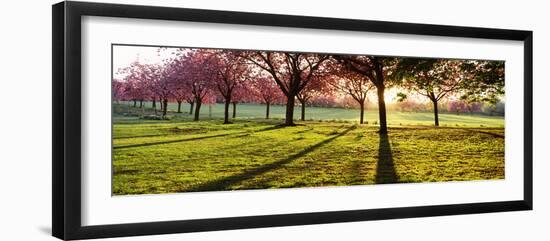Cherry Blossom in a Park at Dawn, Stray, Harrogate, North Yorkshire, England-null-Framed Photographic Print