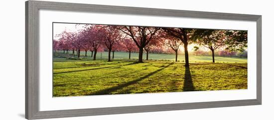 Cherry Blossom in a Park at Dawn, Stray, Harrogate, North Yorkshire, England-null-Framed Photographic Print