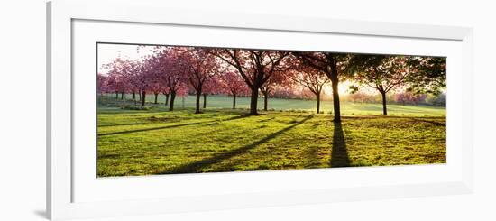 Cherry Blossom in a Park at Dawn, Stray, Harrogate, North Yorkshire, England-null-Framed Photographic Print