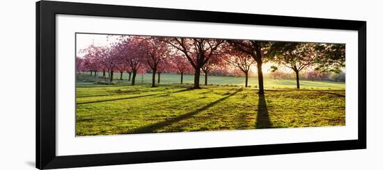 Cherry Blossom in a Park at Dawn, Stray, Harrogate, North Yorkshire, England-null-Framed Photographic Print