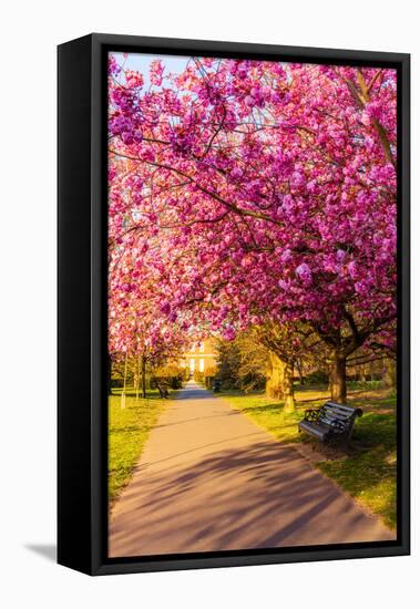 Cherry blossom in Greenwich Park, London, England, United Kingdom, Europe-Ed Hasler-Framed Premier Image Canvas