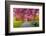 Cherry blossom in Greenwich Park, London, England, United Kingdom, Europe-Ed Hasler-Framed Photographic Print