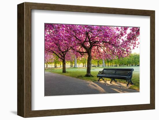 Cherry blossom in Greenwich Park, London, England, United Kingdom, Europe-Ed Hasler-Framed Photographic Print