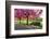 Cherry blossom in Greenwich Park, London, England, United Kingdom, Europe-Ed Hasler-Framed Photographic Print