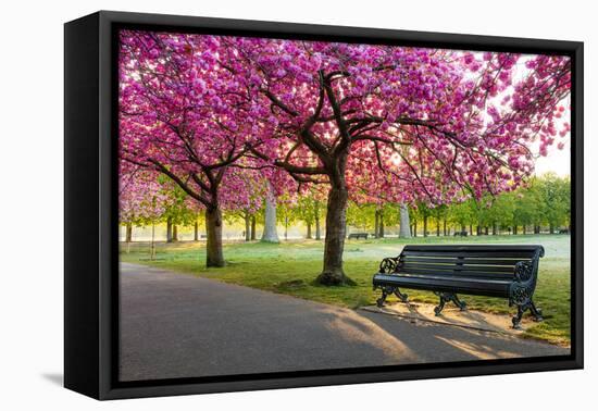 Cherry blossom in Greenwich Park, London, England, United Kingdom, Europe-Ed Hasler-Framed Premier Image Canvas