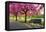 Cherry blossom in Greenwich Park, London, England, United Kingdom, Europe-Ed Hasler-Framed Premier Image Canvas