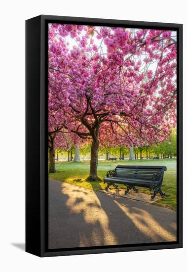 Cherry blossom in Greenwich Park, London, England, United Kingdom, Europe-Ed Hasler-Framed Premier Image Canvas