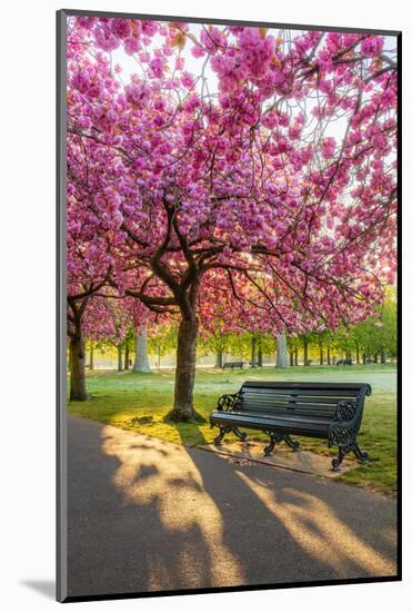 Cherry blossom in Greenwich Park, London, England, United Kingdom, Europe-Ed Hasler-Mounted Photographic Print