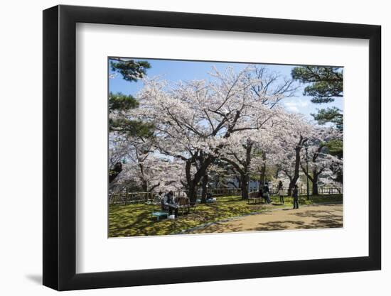 Cherry blossom in the Hakodate Park, Hakodate, Hokkaido, Japan, Asia-Michael Runkel-Framed Photographic Print