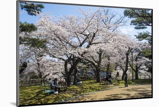 Cherry blossom in the Hakodate Park, Hakodate, Hokkaido, Japan, Asia-Michael Runkel-Mounted Photographic Print