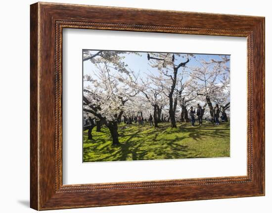 Cherry blossom in the Hakodate Park, Hakodate, Hokkaido, Japan, Asia-Michael Runkel-Framed Photographic Print