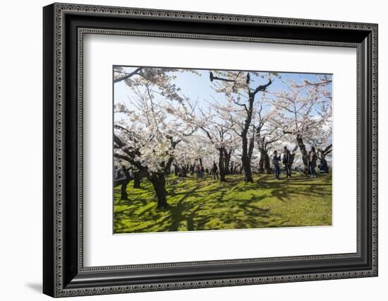 Cherry blossom in the Hakodate Park, Hakodate, Hokkaido, Japan, Asia-Michael Runkel-Framed Photographic Print