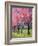 Cherry Blossom in the Meadow, 2022 (Acrylic)-Ann Oram-Framed Giclee Print