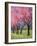 Cherry Blossom in the Meadow, 2022 (Acrylic)-Ann Oram-Framed Giclee Print