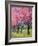 Cherry Blossom in the Meadow, 2022 (Acrylic)-Ann Oram-Framed Giclee Print