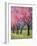 Cherry Blossom in the Meadow, 2022 (Acrylic)-Ann Oram-Framed Giclee Print