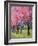 Cherry Blossom in the Meadow, 2022 (Acrylic)-Ann Oram-Framed Giclee Print