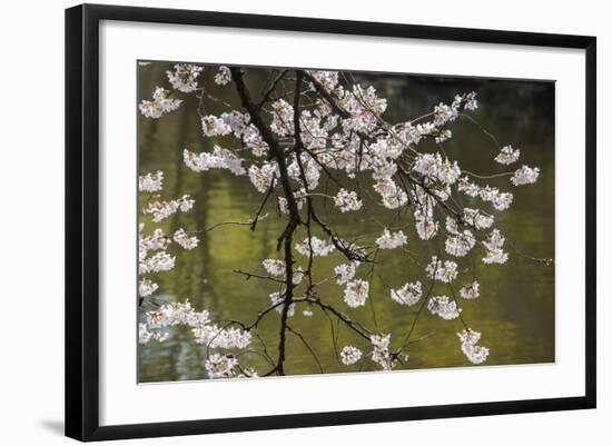 Cherry Blossom in the Shinjuku-Gyoen Park, Tokyo, Japan, Asia-Michael Runkel-Framed Photographic Print