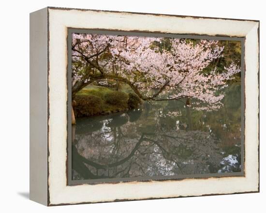 Cherry Blossom, Kenrokuen Garden, Kanazawa City, Ishigawa Prefecture, Honshu Island, Japan-Christian Kober-Framed Premier Image Canvas