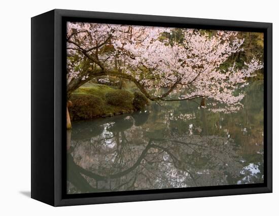 Cherry Blossom, Kenrokuen Garden, Kanazawa City, Ishigawa Prefecture, Honshu Island, Japan-Christian Kober-Framed Premier Image Canvas