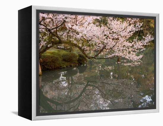 Cherry Blossom, Kenrokuen Garden, Kanazawa City, Ishigawa Prefecture, Honshu Island, Japan-Christian Kober-Framed Premier Image Canvas