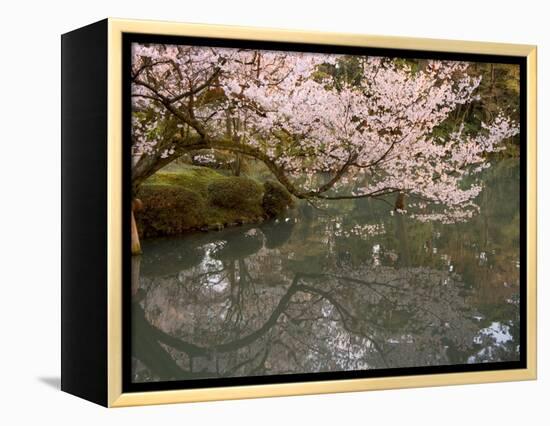 Cherry Blossom, Kenrokuen Garden, Kanazawa City, Ishigawa Prefecture, Honshu Island, Japan-Christian Kober-Framed Premier Image Canvas