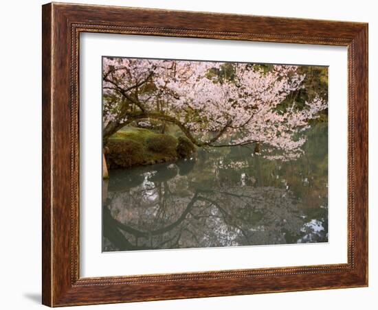 Cherry Blossom, Kenrokuen Garden, Kanazawa City, Ishigawa Prefecture, Honshu Island, Japan-Christian Kober-Framed Photographic Print