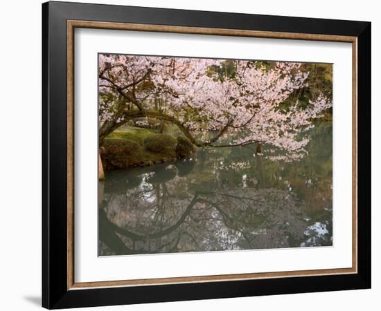 Cherry Blossom, Kenrokuen Garden, Kanazawa City, Ishigawa Prefecture, Honshu Island, Japan-Christian Kober-Framed Photographic Print