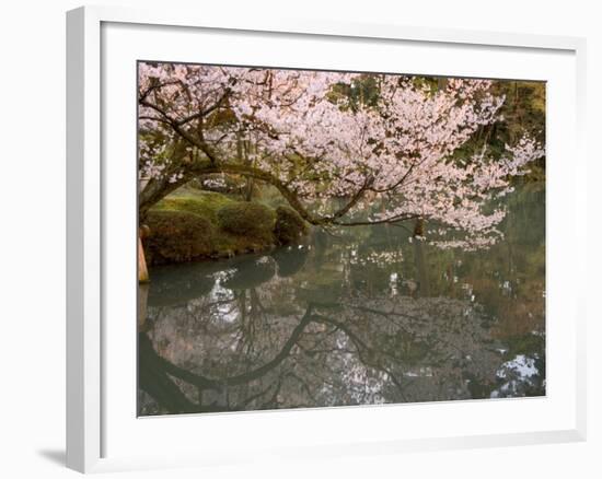 Cherry Blossom, Kenrokuen Garden, Kanazawa City, Ishigawa Prefecture, Honshu Island, Japan-Christian Kober-Framed Photographic Print