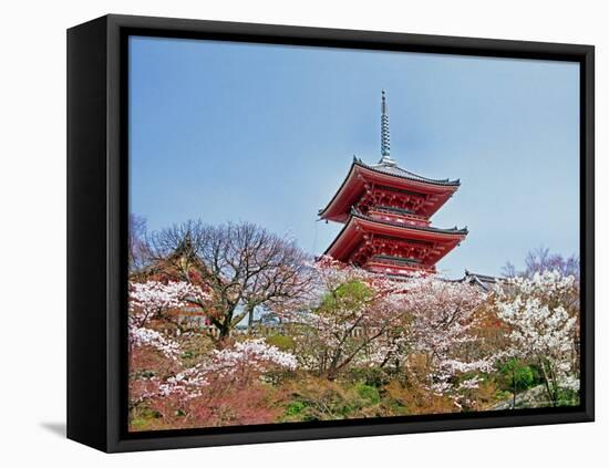 Cherry Blossom, Kyoto, Japan-Shin Terada-Framed Premier Image Canvas