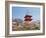 Cherry Blossom, Kyoto, Japan-Shin Terada-Framed Photographic Print