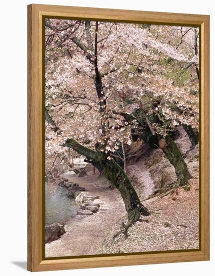 Cherry Blossom Lane-Monte Nagler-Framed Premier Image Canvas