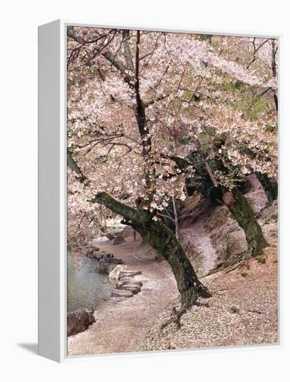 Cherry Blossom Lane-Monte Nagler-Framed Premier Image Canvas