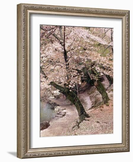 Cherry Blossom Lane-Monte Nagler-Framed Photographic Print
