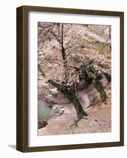 Cherry Blossom Lane-Monte Nagler-Framed Photographic Print