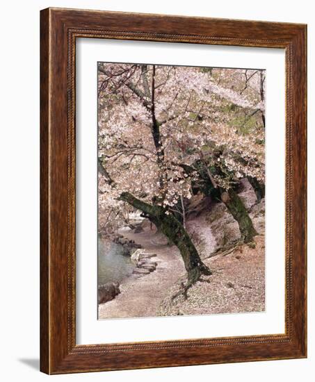 Cherry Blossom Lane-Monte Nagler-Framed Photographic Print