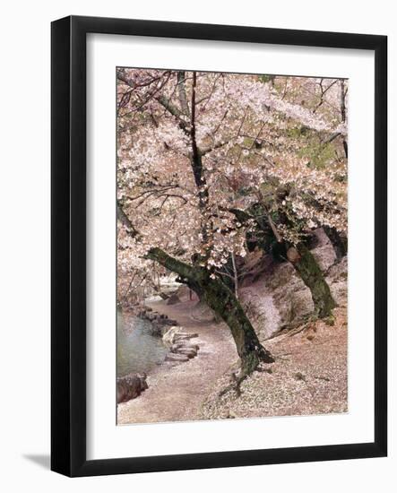 Cherry Blossom Lane-Monte Nagler-Framed Photographic Print