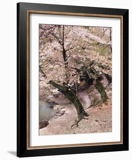 Cherry Blossom Lane-Monte Nagler-Framed Photographic Print