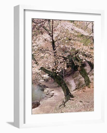 Cherry Blossom Lane-Monte Nagler-Framed Photographic Print