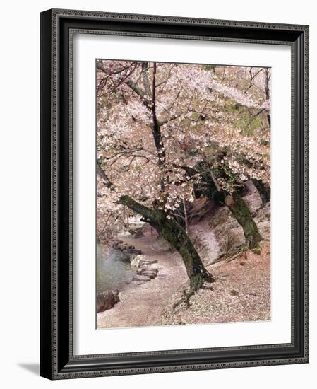 Cherry Blossom Lane-Monte Nagler-Framed Photographic Print