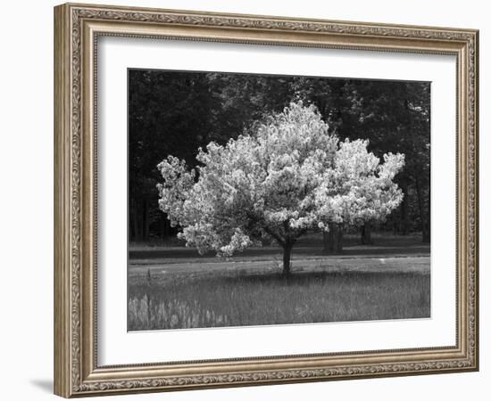 Cherry Blossom, Michigan 04-Monte Nagler-Framed Photographic Print